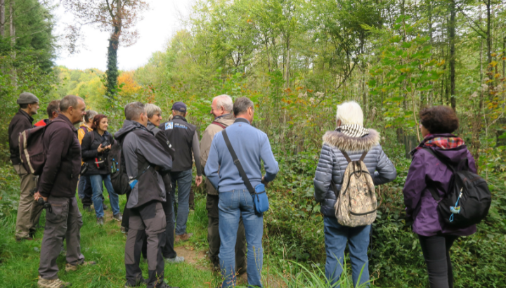 Oiseaux du printemps à Anjoutey
